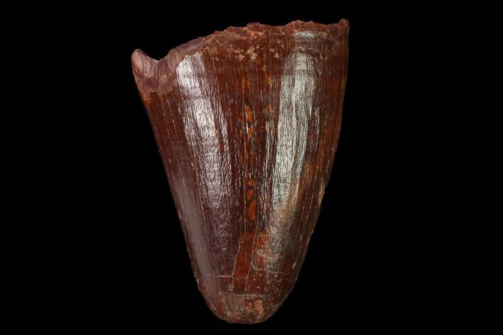 Cretaceous Fossil Crocodile Tooth - Morocco #140592